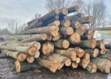Roundwood (Oak)