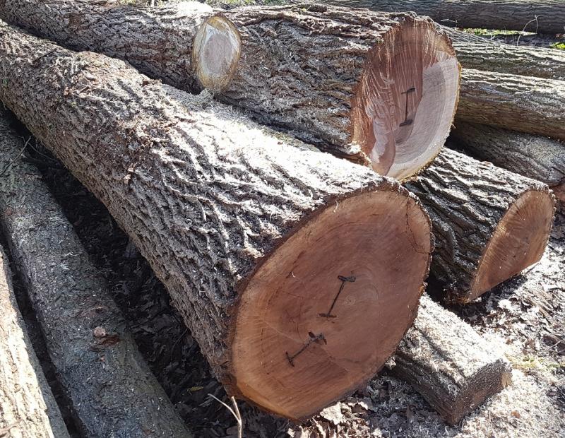 See log