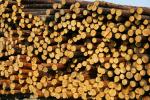 Sosna Półmasa |  Miękkie drewno | Kłody | Limited Liability Company 