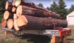 Piła taśmowa do pni drzew Kanada -HD36 |  Urządzenia do cięcia | Maszyny do obróbki drewna | Drekos Made s.r.o