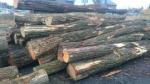 Akacja Okrąglaki do cięcia |  Drewno twarde | Kłody | TRANS-WOOD