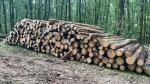 Sosna Okrąglaki do cięcia |  Miękkie drewno | Kłody | BB development