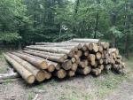 Modrzew Okrąglaki do cięcia |  Miękkie drewno | Kłody | BB development