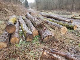Dąb Okrąglaki do cięcia |  Drewno twarde | Kłody | Bartoš Gašpar - Biofire